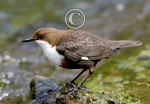 Dipper DM0943